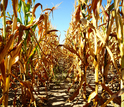 Golden-brown stalks of corn on cracked dirt